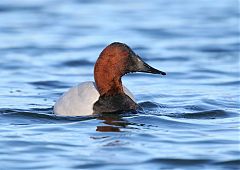 Canvasback